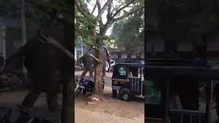The big angry elephant destroying car