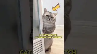 Этот кот любит наблюдать, как его хозяин принимает ванну.