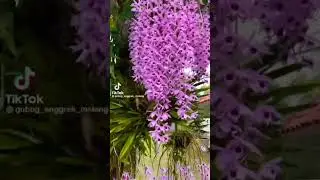 Hanging orchids flower's