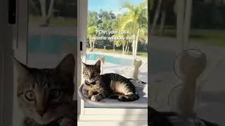 Cozy, sturdy, and machine washable 🐾 Folds up when not in use and makes the perfect sunny window