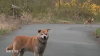 Caught On Camera - Dogs Rescued In Japan Nuclear Zone After Tsunami - Hope For Dogs Like My DoDo