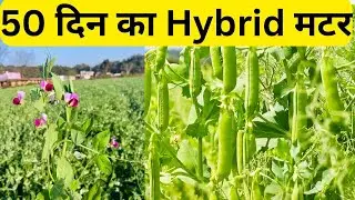 50 दिन में तैयार हाइब्रिड मटर की खेती | कम समय में ज्यादा मुनाफा🫛🫛