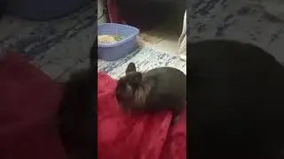 ANGRY BUNNY!😂😅 #cute #excited
