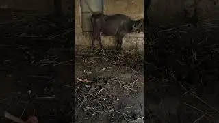 #dj #remix #song #music #love #farming #petshub #agriculture #hindisong