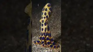 Самый красивый убийца! #didyouknow #facts #interestingfacts #education #viral #blueringedoctopus
