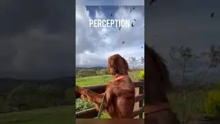Perception Vs Reality