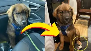 This Missing Dog Was Found in Hudson River, Watch Its Shocking Rescue !