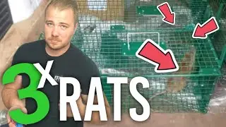 Comment attraper des RATS avec une cage ?