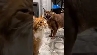 Caracal Pumba Protecting Maine Coon Izjuma : Floppa #shorts