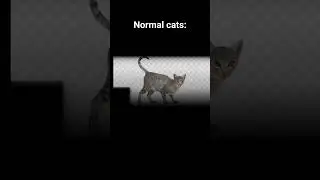 R.I.P El Gato #shorts #elgato #rip #cat