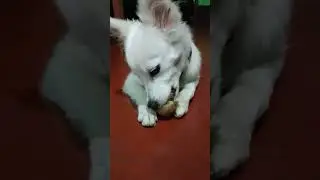 #cute#dog#pro#eatting#potato#dog #ytshorts #youtubeshorts