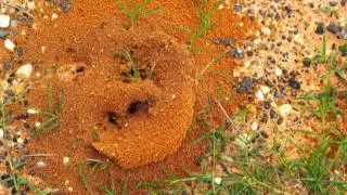 Ameri-Tech Pest Control Newark TX 76071 Rodent Control