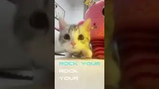 cut cat video 📹 #crafty heaven #