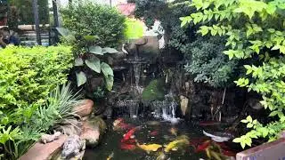Koi Fish in a waterfall fantasy as the real🎏🐟