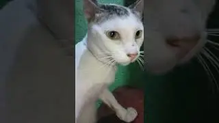 My Cat didn't want to take video #cat #fy #catlover #fypage #cats #cute #funny #funnyvideo