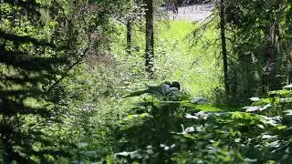 A Walk About