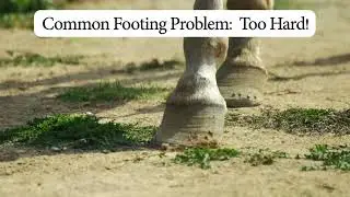 Common Horse Arena Footing Problems: Riding Surface Is Too Hard