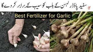After applying this fertilizer size of garlic will be the size of apple|Best fertilizer for garlic 