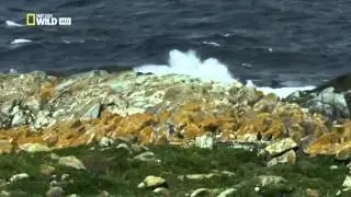 Wild discovery animals channel   Scotland The Western Isles Nat Geo WILD   Wildlife documentary