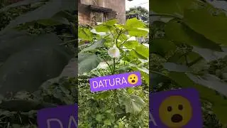 Datura - ধুতরা // Very poisonous plant to avoid, Forget eating 🤨 STAY AWAY TO LIVE