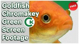 Goldfish Green Screen Footage | Chromakey Fish Asset