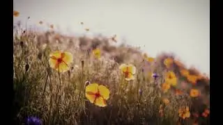 145 - Loss of feeling reminds me of sadness (BackwardsSpanishFloor) [Side D edition]