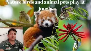 Nature  birds and animal pets play at jungle