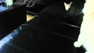 Scratch free furniture from well behaved cats.