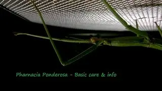 Basic care & info of Pharnacia Ponderosa Stick insect