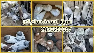 سوق الجمعه قضاءالعزيزية البيع الاحمر تور🔥 والمطيار مع الأسعار