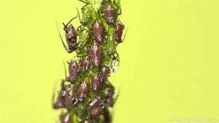 Grosse Distelblattlaus Uroleucon jaceae