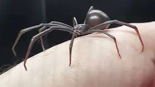 Back Window Spider 3D Print