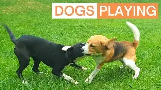 Happy Beagle Dog Playing with Puppy