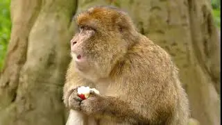 Monkey eating apple 8k Video || 8K copyright free video