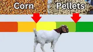 The Beginner's Complete Guide for Feeding Goats!