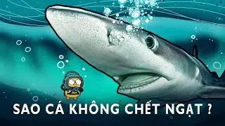 Tại Sao C&aacute; C&oacute; Thể Thở Dưới Nước M&agrave; Kh&ocirc;ng Bị Ngạt ?