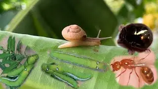 Worm very beautiful and snail is on the banana leaf, catch insects #insects #babyanimals #nature