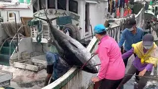 Many people struggled to lift more than 350 kilograms of bluefin tuna