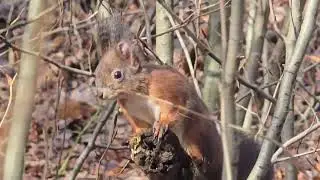 2026-01-29 LJUBLJANA Krajinski park Tivoli RODENTIA Sciurus vulgaris NAVADNA VEVERICA