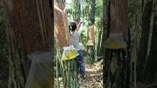 simple techniques for rubber tapping process #shorts