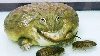 African Bullfrog with Centipede & Cockroach! Live Feeding