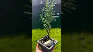 Unusual Bonsai by Dr Banana: Rosemary #drbanana #plant #vlogthirtysomething #unusualbonsai