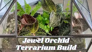 Jewel Orchid Terrarium Build | ft. 4 Months Growth Update