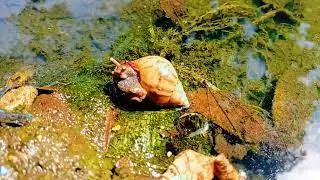 Morning Magic: The Secret World of Pond Snails