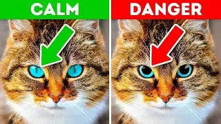How To &ldquo;UNDERSTAND Your CAT&rsquo;s Behavior &ldquo; Through Three Body Parts [AMAZING]