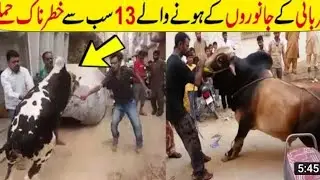 GIANT BULL LOADING with MAGIC         farm Memorable Moments Bakra Eid 2022