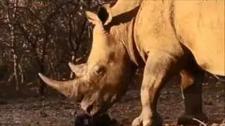 White Rhino grazing peacefully