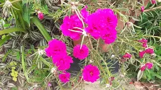 Como ter onze horas lindas #dicasjardim  