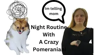 My Night Routine With A Crazy Pomeranian!