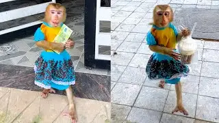Monkey Kaka is so smart that knows how to use money to buy coffee